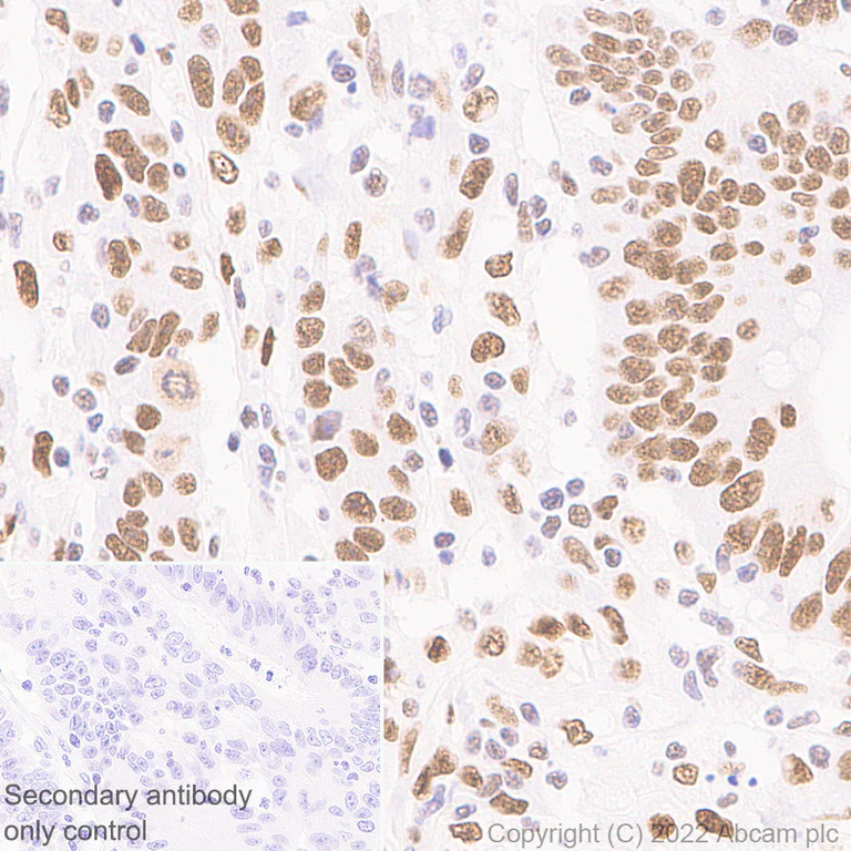 Immunohistochemistry (Formalin/PFA-fixed paraffin-embedded sections) - Anti-KPNA4 antibody [EPR26347-21] - BSA and Azide free (AB302557)