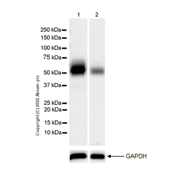 Western blot - Anti-KPNA4 antibody [EPR26347-21] - BSA and Azide free (AB302557)