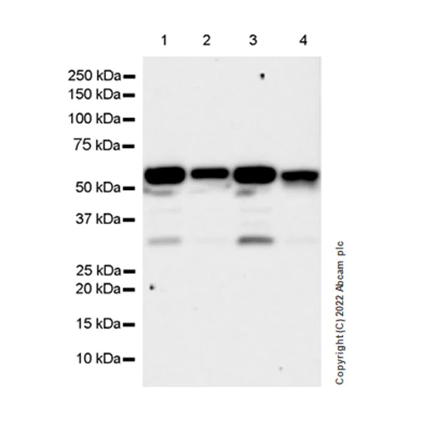 Western blot - Anti-KPNA4 antibody [EPR26347-21] - BSA and Azide free (AB302557)