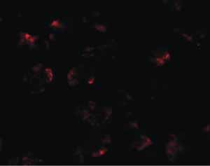 Immunocytochemistry/ Immunofluorescence - Anti-KPNA5 antibody (AB125529)