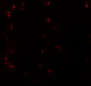 Immunocytochemistry/ Immunofluorescence - Anti-KPNA6 antibody (AB105350), expandable thumbnail