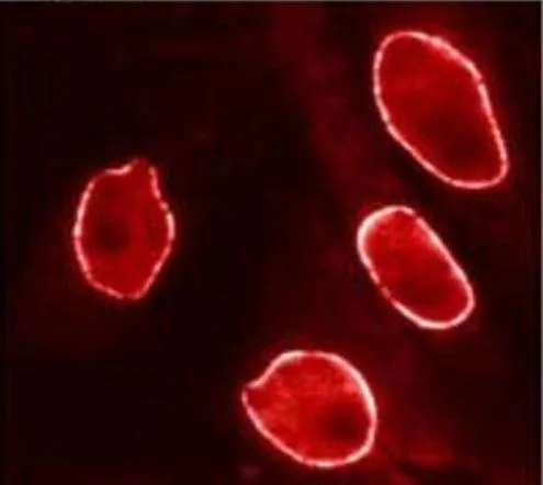 Immunocytochemistry/ Immunofluorescence - Anti-KPNB1 antibody [3E9] (AB2811)
