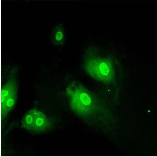 Immunocytochemistry/ Immunofluorescence - Anti-KPNB1 antibody [3E9] (AB2811)