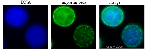 Immunocytochemistry/ Immunofluorescence - Anti-KPNB1 antibody [3E9] (ab2811), expandable thumbnail