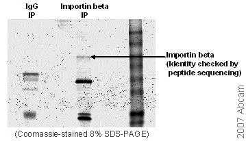 Immunoprecipitation - Anti-KPNB1 antibody [3E9] (AB2811)