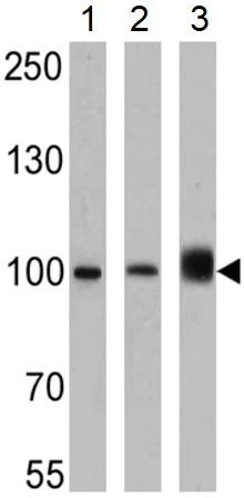 Western blot - Anti-KPNB1 antibody [3E9] (AB2811)