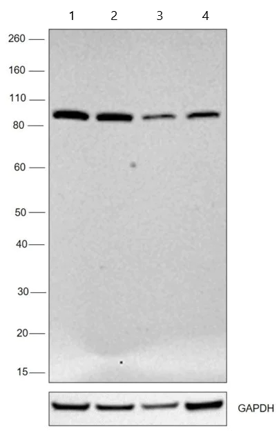 Western blot - Anti-KPNB1 antibody [3E9] (AB2811)