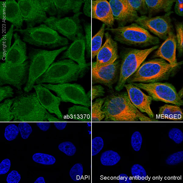 Immunocytochemistry/ Immunofluorescence - Anti-KPNB1 antibody [EPR26137-52] (AB313370)