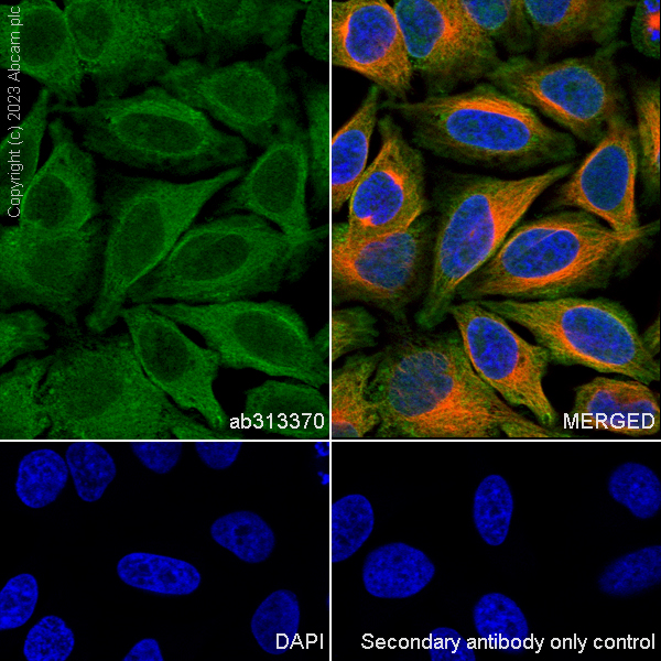 Immunocytochemistry/ Immunofluorescence - Anti-KPNB1 antibody [EPR26137-52] - BSA and Azide free (ab313371), expandable thumbnail