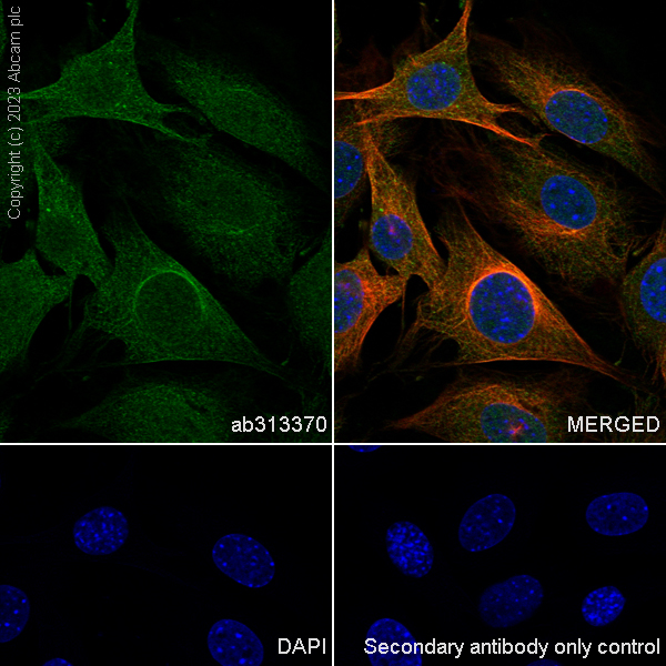 Immunocytochemistry/ Immunofluorescence - Anti-KPNB1 antibody [EPR26137-52] - BSA and Azide free (ab313371), expandable thumbnail