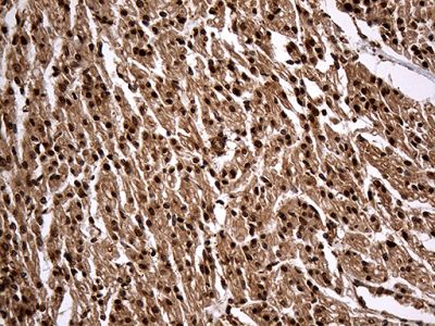 Immunohistochemistry (Formalin/PFA-fixed paraffin-embedded sections) - Anti-KPNB1 antibody [OTI6H3] (AB236508)