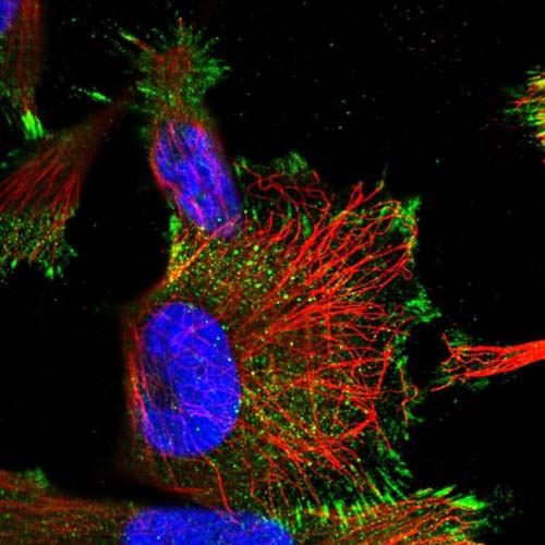 Immunocytochemistry/ Immunofluorescence - Anti-KPRP antibody (AB122201), expandable thumbnail