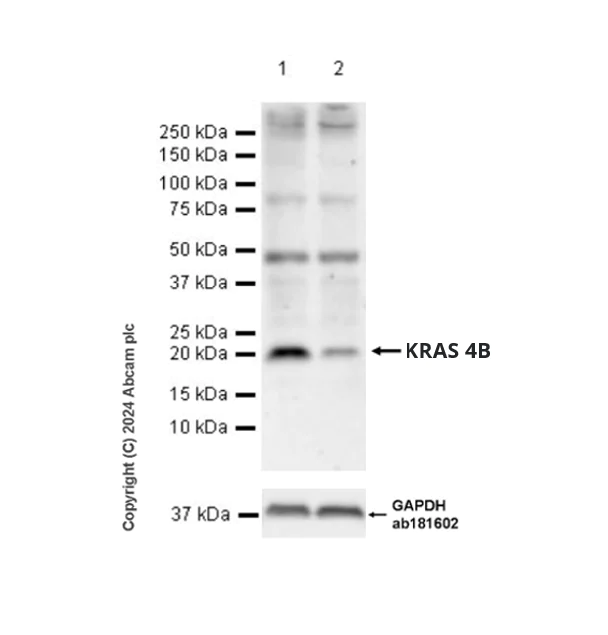 Western blot - Anti-KRAS 4B isoform antibody [EPR26089-79] - BSA and Azide free (AB316268)
