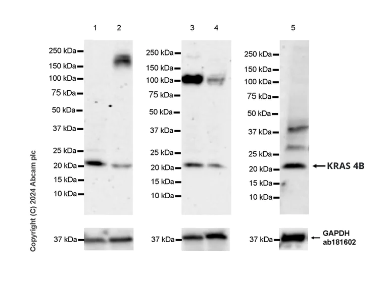 Western blot - Anti-KRAS 4B isoform antibody [EPR26089-79] - BSA and Azide free (AB316268)