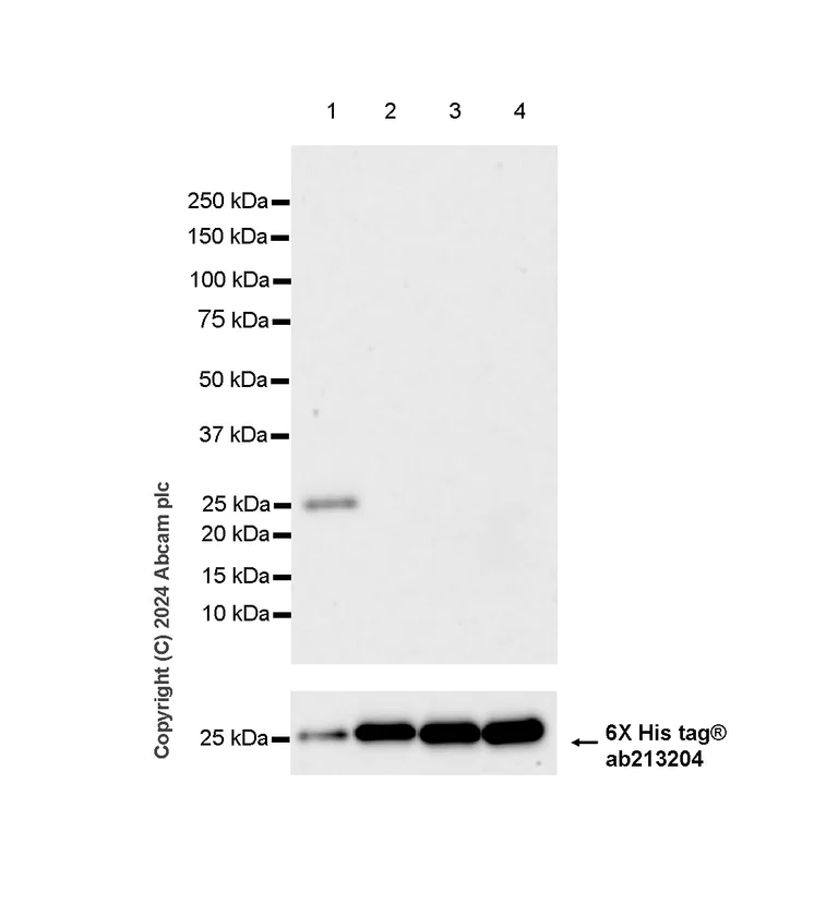 Western blot - Anti-KRAS 4B isoform antibody [EPR26089-79] - BSA and Azide free (AB316268)