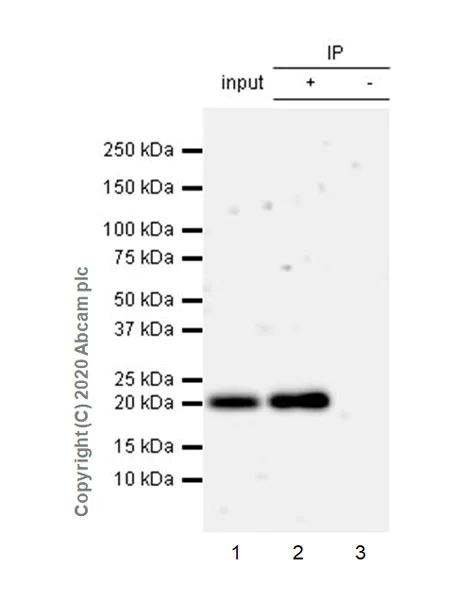 Immunoprecipitation - Anti-KRAS antibody [EPR23474-76] - BSA and Azide free (AB275885)