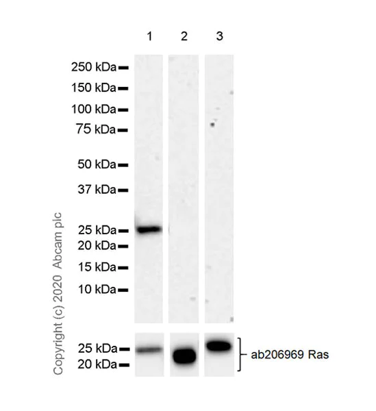 Western blot - Anti-KRAS antibody [EPR23474-76] - BSA and Azide free (AB275885)