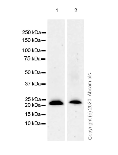 Western blot - Anti-KRAS antibody [EPR23474-76] - BSA and Azide free (AB275885)