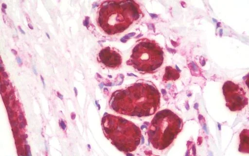 Immunohistochemistry (Formalin/PFA-fixed paraffin-embedded sections) - Anti-KREMEN1 antibody - C-terminal (AB211285)
