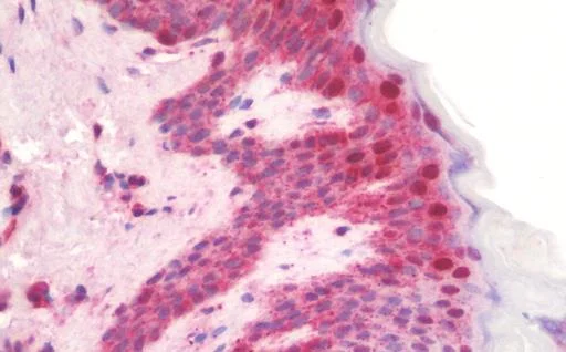 Immunohistochemistry (Formalin/PFA-fixed paraffin-embedded sections) - Anti-KREMEN1 antibody - C-terminal (AB211285)