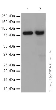 Western blot - Anti-KRIT1 antibody [EPR16560] (AB196025)