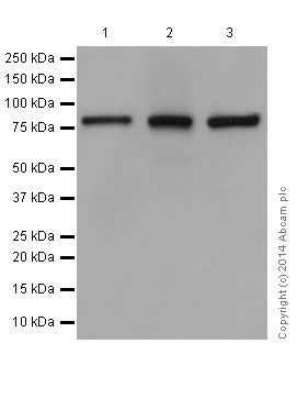 Anti-KRIT1 antibody [EPR16560]