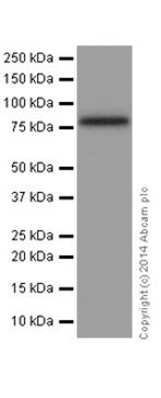 Western blot - Anti-KRIT1 antibody [EPR16560] (AB196025)