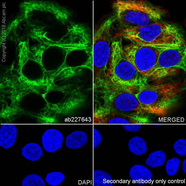 Immunocytochemistry/ Immunofluorescence - Anti-KRT6C antibody [SP87] - BSA and Azide free (AB240985), expandable thumbnail