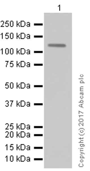 Western blot - Anti-KSR1 antibody [EPR2421Y] (AB68483)