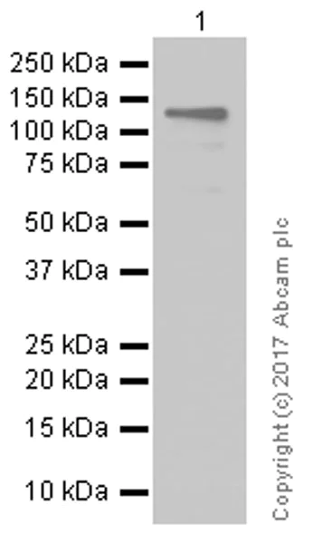 Western blot - Anti-KSR1 antibody [EPR2421Y] (AB68483)