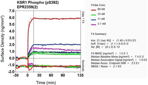 OI-RD Scanning - Anti-KSR1 (phospho S392) antibody [EPR2359(2)] (AB129111)