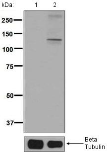 Western blot - Anti-KSR1 (phospho S392) antibody [EPR2359(2)] (AB129111)