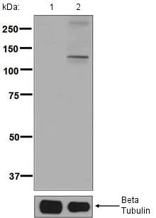 Western blot - Anti-KSR1 (phospho S392) antibody [EPR2359(2)] (AB129111)