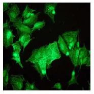 Immunocytochemistry/ Immunofluorescence - Anti-KSR1 (phospho S404) antibody [EP2358Y] (AB76248)