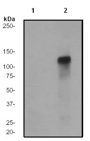 Western blot - Anti-KSR1 (phospho S404) antibody [EP2358Y] (AB76248)
