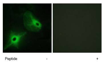 Immunocytochemistry/ Immunofluorescence - Anti-KSR2 antibody (AB72753)