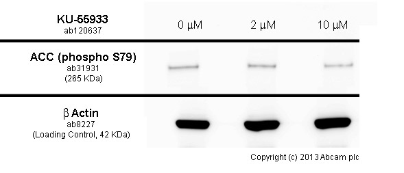 KU-55933, competitive ATM kinase inhibitor
