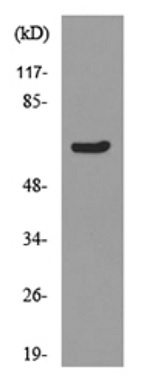 Western blot - Anti-Ku70 (acetyl K331) antibody (AB190626)