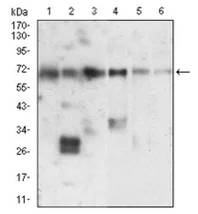Western blot - Anti-Ku70 antibody [2F7F5] (AB202022)
