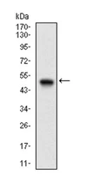 Western blot - Anti-Ku70 antibody [2F7F5] (AB202022)