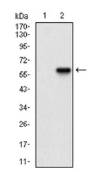 Western blot - Anti-Ku70 antibody [2F7F5] (AB202022)