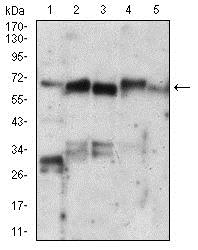 Western blot - Anti-Ku70 antibody [7A9E7] (AB201963), expandable thumbnail