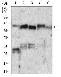 Western blot - Anti-Ku70 antibody [7A9E7] (AB201963)