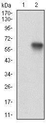 Western blot - Anti-Ku70 antibody [7A9E7] (AB201963), expandable thumbnail