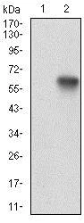 Western blot - Anti-Ku70 antibody [7A9E7] (AB201963)