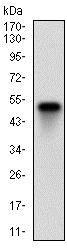 Western blot - Anti-Ku70 antibody [7A9E7] (AB201963), expandable thumbnail