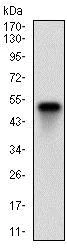 Western blot - Anti-Ku70 antibody [7A9E7] (AB201963)