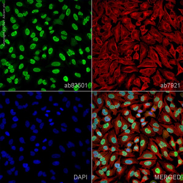 Immunocytochemistry/ Immunofluorescence - Anti-Ku70 antibody (AB83501)