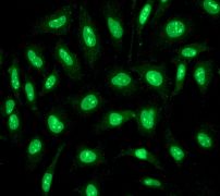 Immunocytochemistry/ Immunofluorescence - Anti-Ku70 antibody [EPR4026] (AB108604)