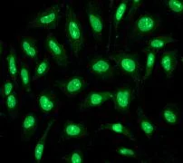 Immunocytochemistry/ Immunofluorescence - Anti-Ku70 antibody [EPR4026] (AB108604)